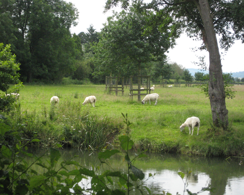 Sheep grazing on the banks of the river Teme in Shropshire